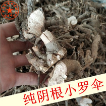 Small Romanian umbrella 500g Chinese herbal medicine pearl cover umbrella Zhu sand root Xiaolang umbrella yin root scattered blood Dan