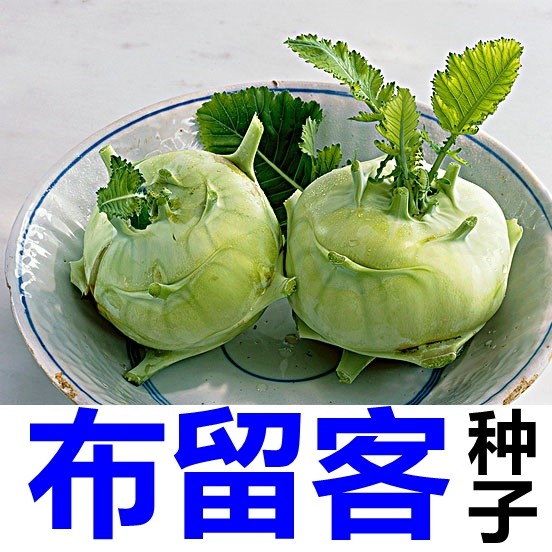 布留客种子 卜留克洋大头菜籽 红星袋装精品芜菁甘蓝布留客食根菜