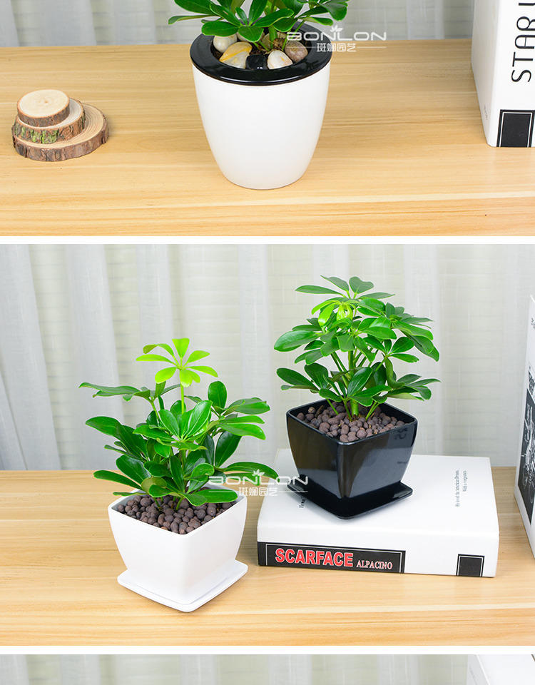 鸭掌木鸭脚木七叶莲绿植小盆栽水培花卉办公室内盆景吸甲醛防辐射