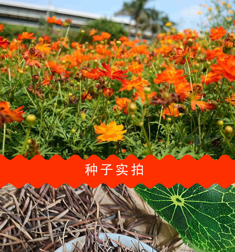 批发硫华菊种子硫化菊种籽阳台观赏绿化花海花种子庭院菊花籽