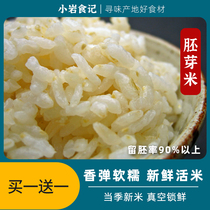 Wuchang germ Rice rice 500g active germinating fine brown rice coarse grain grain origin Delivery 1 catty vacuum pack