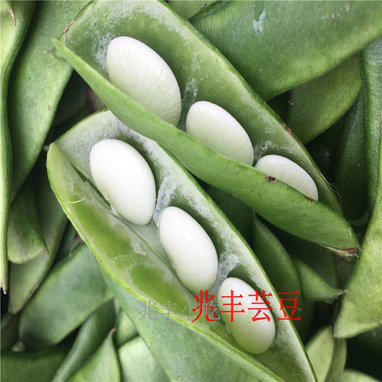 新鲜玉兰豆上饶特产芸豆荚 花豆现摘现卖带壳农家有机天然2斤包邮