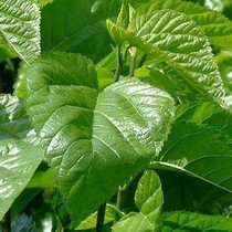 Fresh delivery of fresh mulberry leaves 500g