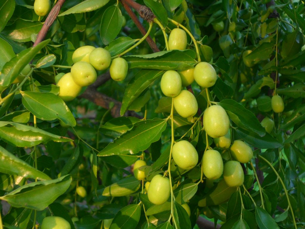 河北沧州特产枣类制品红枣金丝小枣农家散装原粒枣子零食5斤包邮