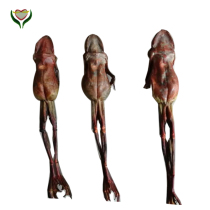 Forest Frog Dry Snow Clam Oil Forest Frog Oil Long White Mountain Forest Frog Large Liao East Snow Clam Dry Yuan Deposit Spring production store