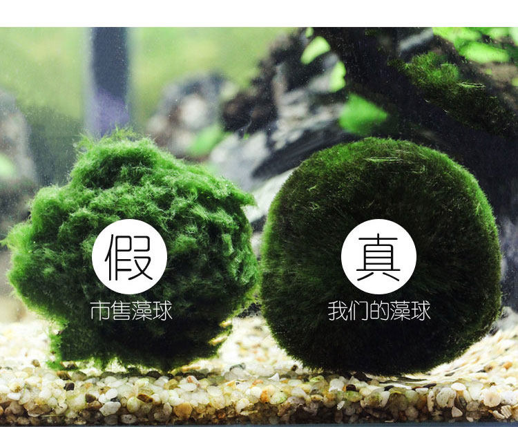 百水源 藻球水藻球海藻球 鱼缸造景水族箱造景 水草