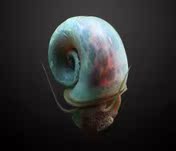 Express blue apple snail ornamental snail removal of algae and moss ornamental Snail Blue Apple snail packing 10 15 yuan