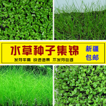 Fish tank water grass seed fish tank building View to leaf water Grass mud real water Grass sloppa water grass seed beef wool grass plant