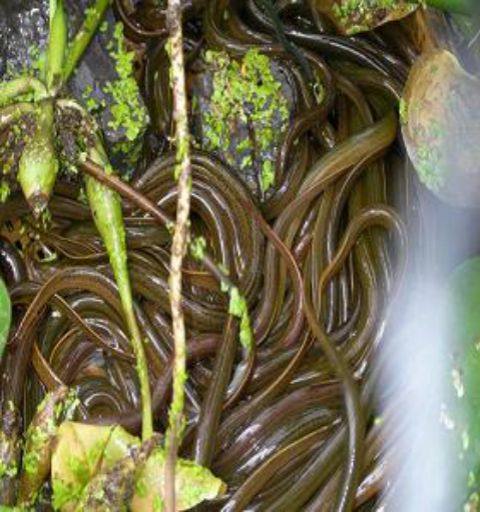 包邮 加厚黄鳝笼倒须塑料7字型蛇倒须笼 捕黄鳝笼鳝鱼笼白色倒刺_双氙