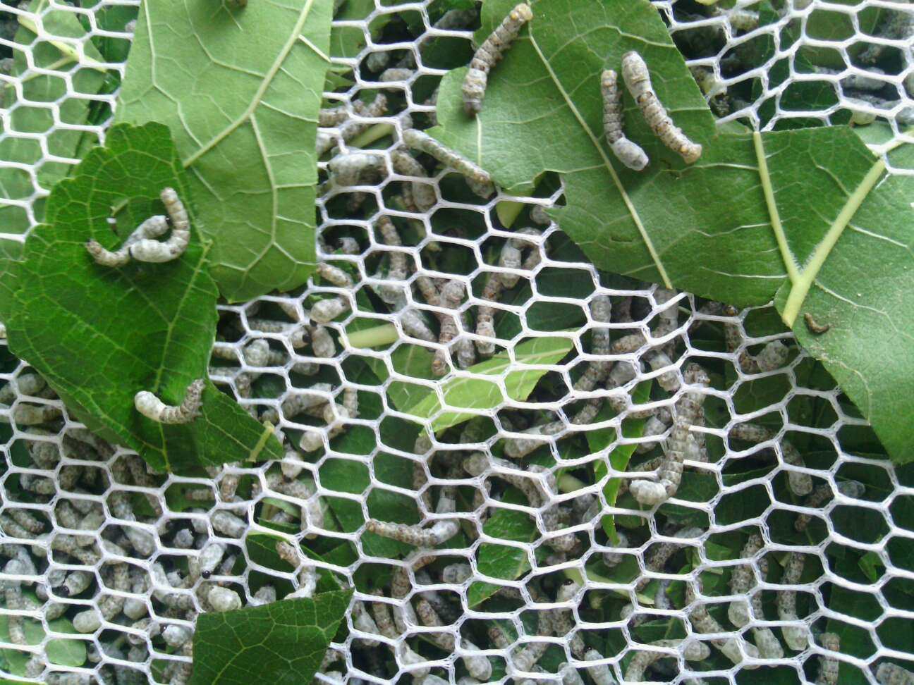 蚕宝宝专用清洁网 滤网网片大网眼小网眼 尺寸任选