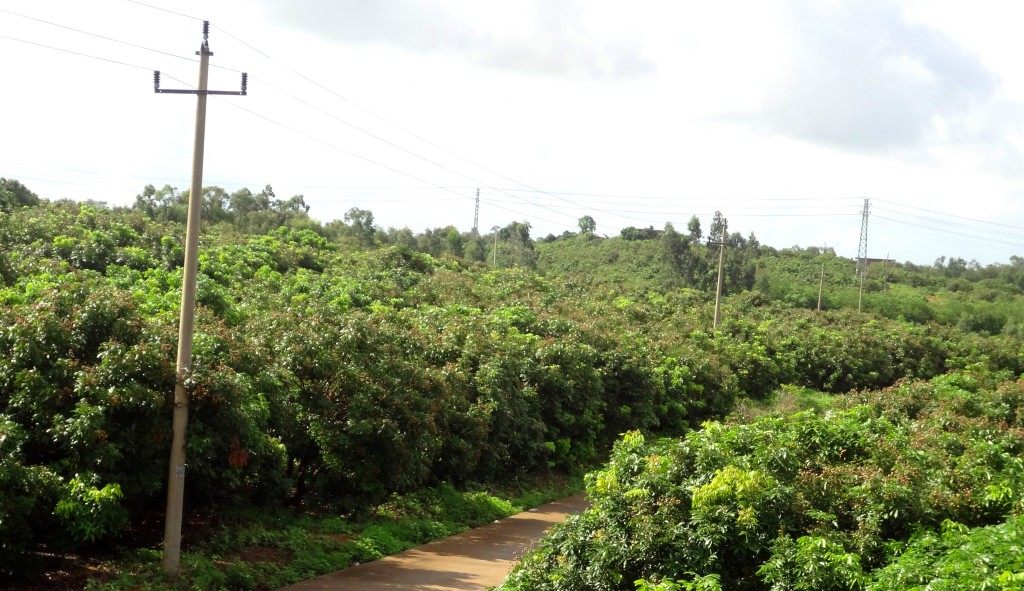 高州林氏桂圆肉无核龙眼肉干无添加特级石硖干货500g袋装包邮