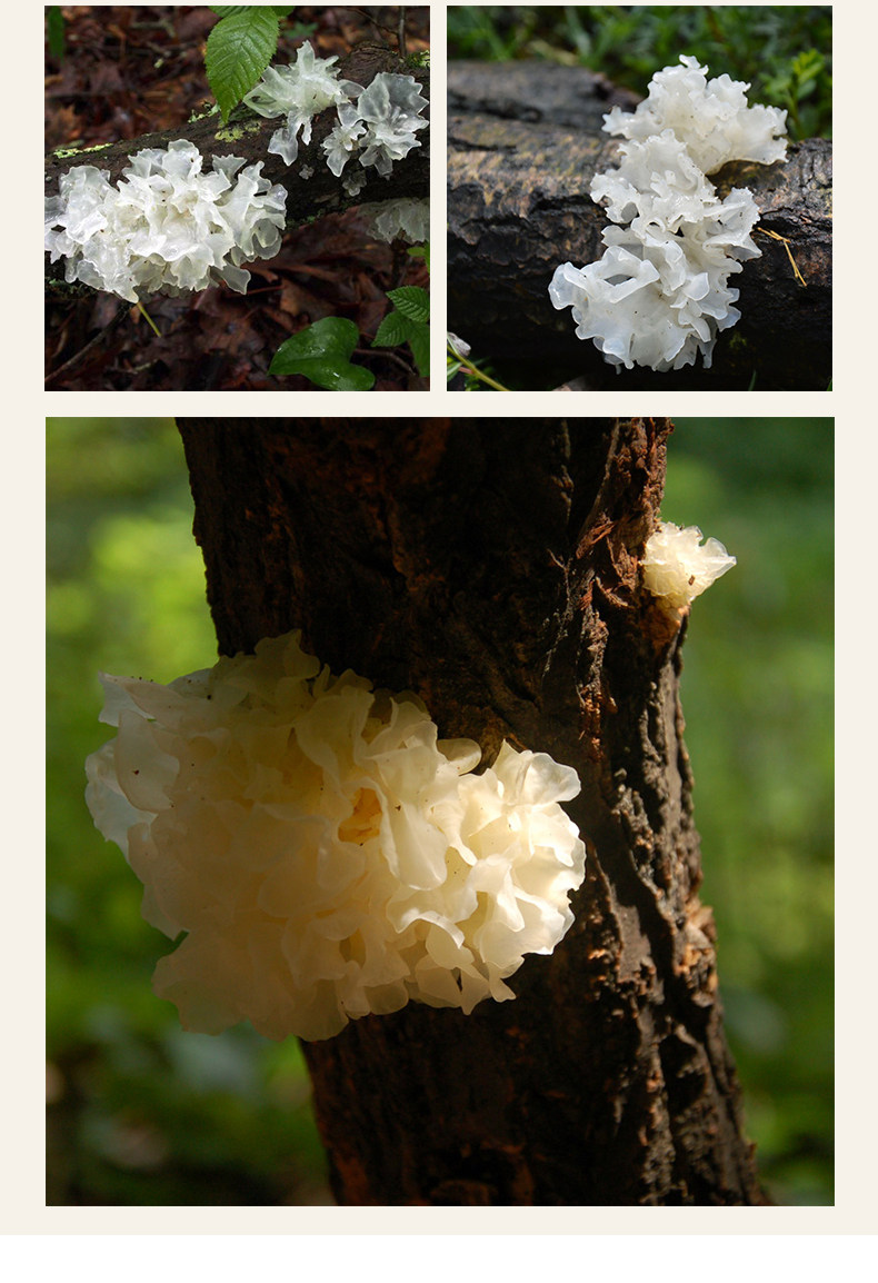 通江椴木银耳150克 特级小朵银耳干货 野生培育 软糯粘稠不稀