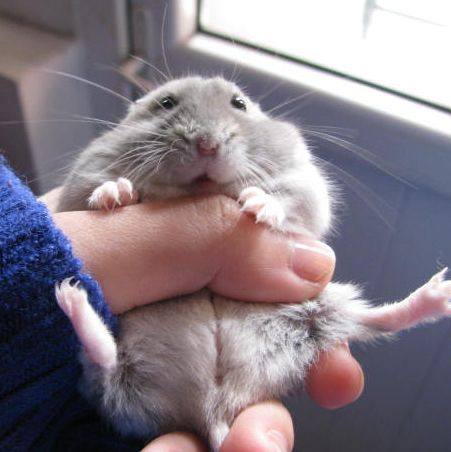 仓鼠中暑了怎么办?