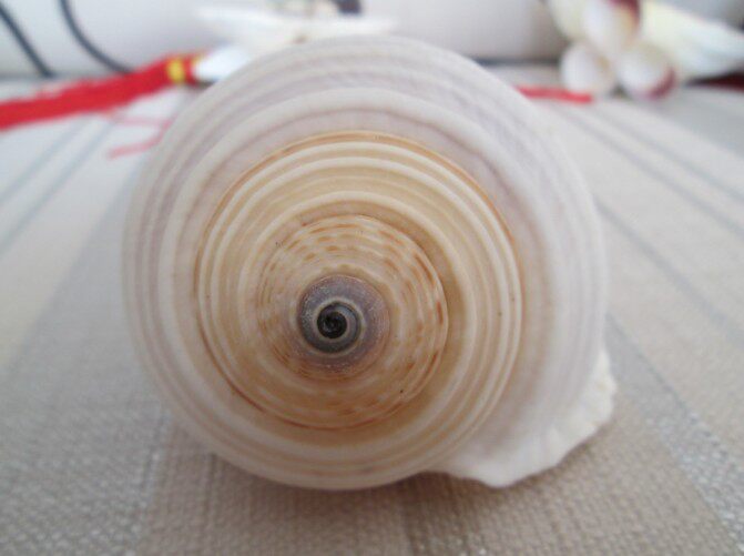 包邮天然贝壳海螺 花点油螺水纹鹑螺条纹水波螺 鱼缸水族装饰品