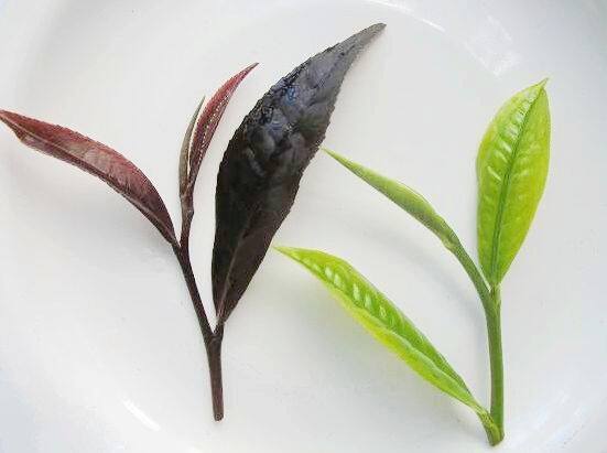 云南农科所紫鹃茶特级普洱生茶毛料早春紫娟散茶特价50克送盒包邮