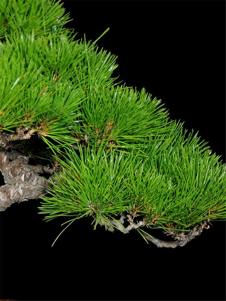 聆听花语 空气净化室内观赏黑松