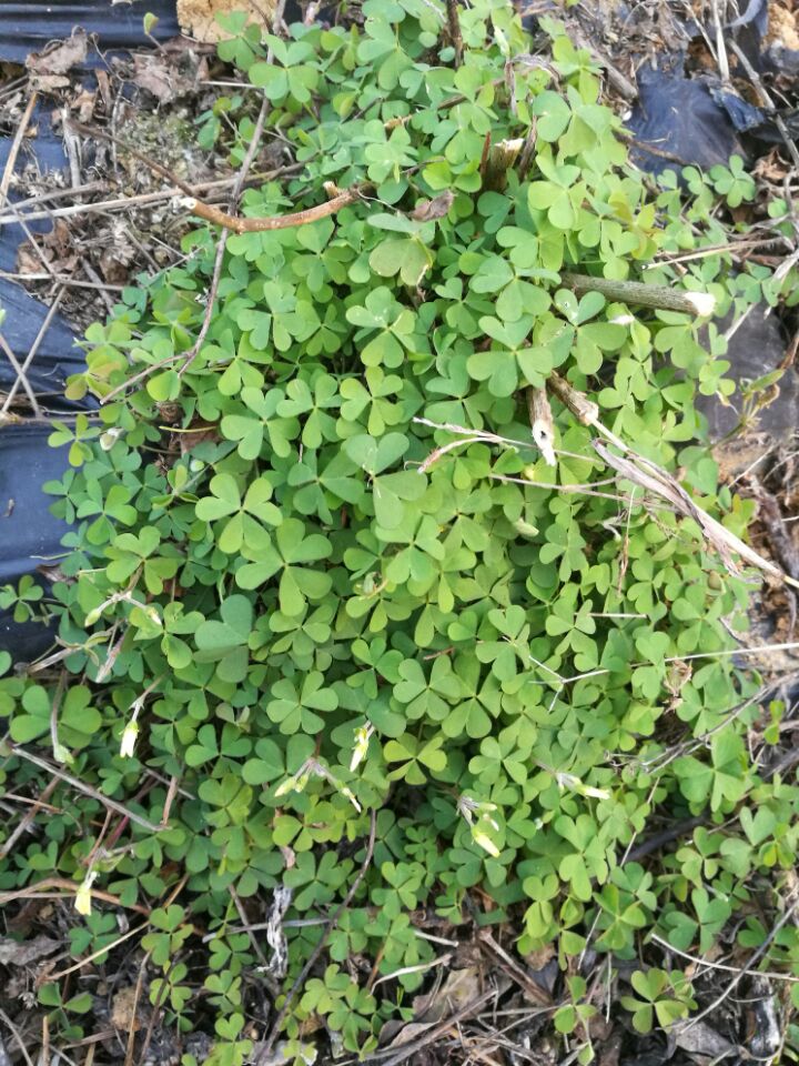 新鲜野生中草药材酢浆草酸浆草三叶酸酸草斑鸠酸咪咪钩钩草500g