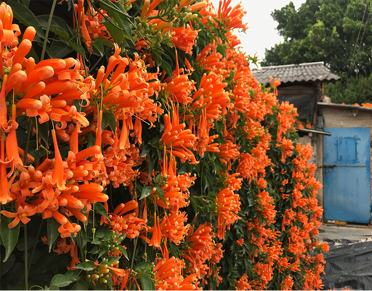 炮仗花大苗凌霄花 爬藤植物四季攀爬 牵藤爬墙庭院鞭炮花阳台易活