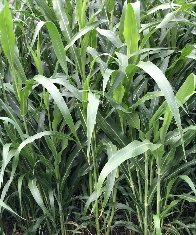 杂交高丹王草种子苏丹草种籽四季高产牧草种子喂猪牛羊鱼兔草籽