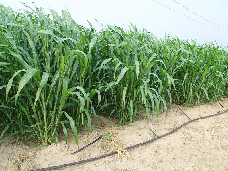 杂交高丹王草种子苏丹草种籽四季高产牧草种子喂猪牛羊鱼兔草籽