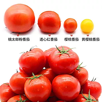 【凑单价19.8，5斤】绿行者新鲜红番茄[13元优惠券]-寻折猪