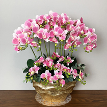 Phalaenopsis simulation flower oversized living room decoration ornaments high-end hand feeling orchid potted set simulation flower