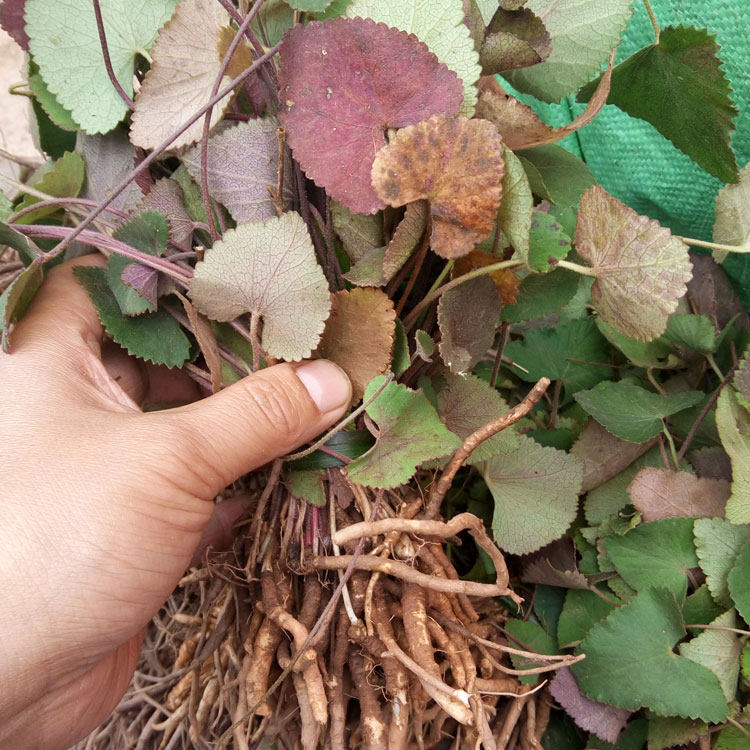 防风根云南野生中药材民间草药250g特级价四件包邮除风药新品