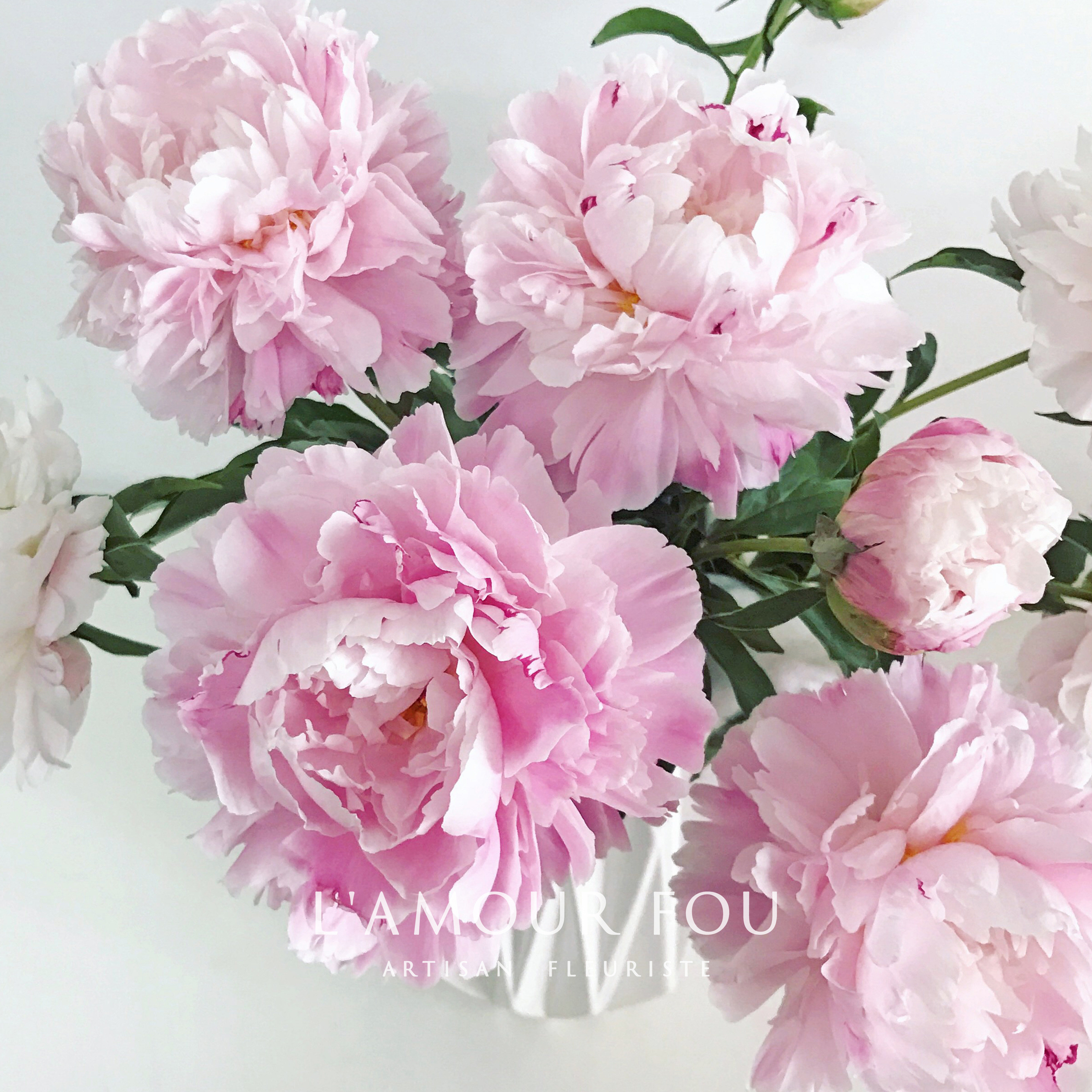 国产过季芍药鲜切花白色粉色重瓣大芍药母亲节牡丹花