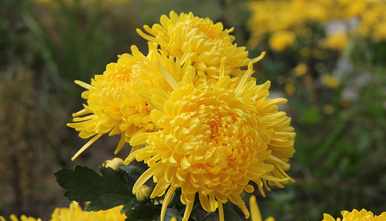 新金丝大皇菊花徽州婺源皇菊晓起黄菊大菊花茶一朵一杯修水黄菊花