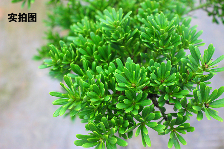 正宗台湾金钻罗汉松非绿钻珍珠雀舌大型绿植客厅大树苗_7折现价105元