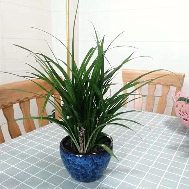 盆栽花卉绿叶植物 吉祥草松寿兰小叶万年青 吉祥如意乔迁用品庭院