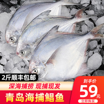 Silver Pomfret fresh live frozen white Pomfret flat fish Changfish deep sea fish Qingdao seafood aquatic products 2kg Shunfeng