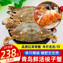 Portunus crab fresh yellow female crab crab flying Crab Crab Crab sea crab 2kg Qingdao seafood Shunfeng