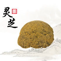 Lan Shengtang Tibet Snow Ganoderma lucidum whole health health Ganoderma Zhi tea 45 yuan 500 grams