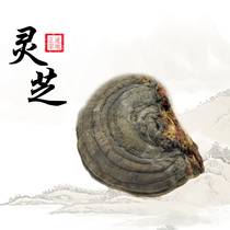 Lan Shengtang Ganoderma lucidum Tibet flat cover Ganoderma lucidum tree tongue Ganoderma lucidum whole cut Ganoderma Zhi tea 500g