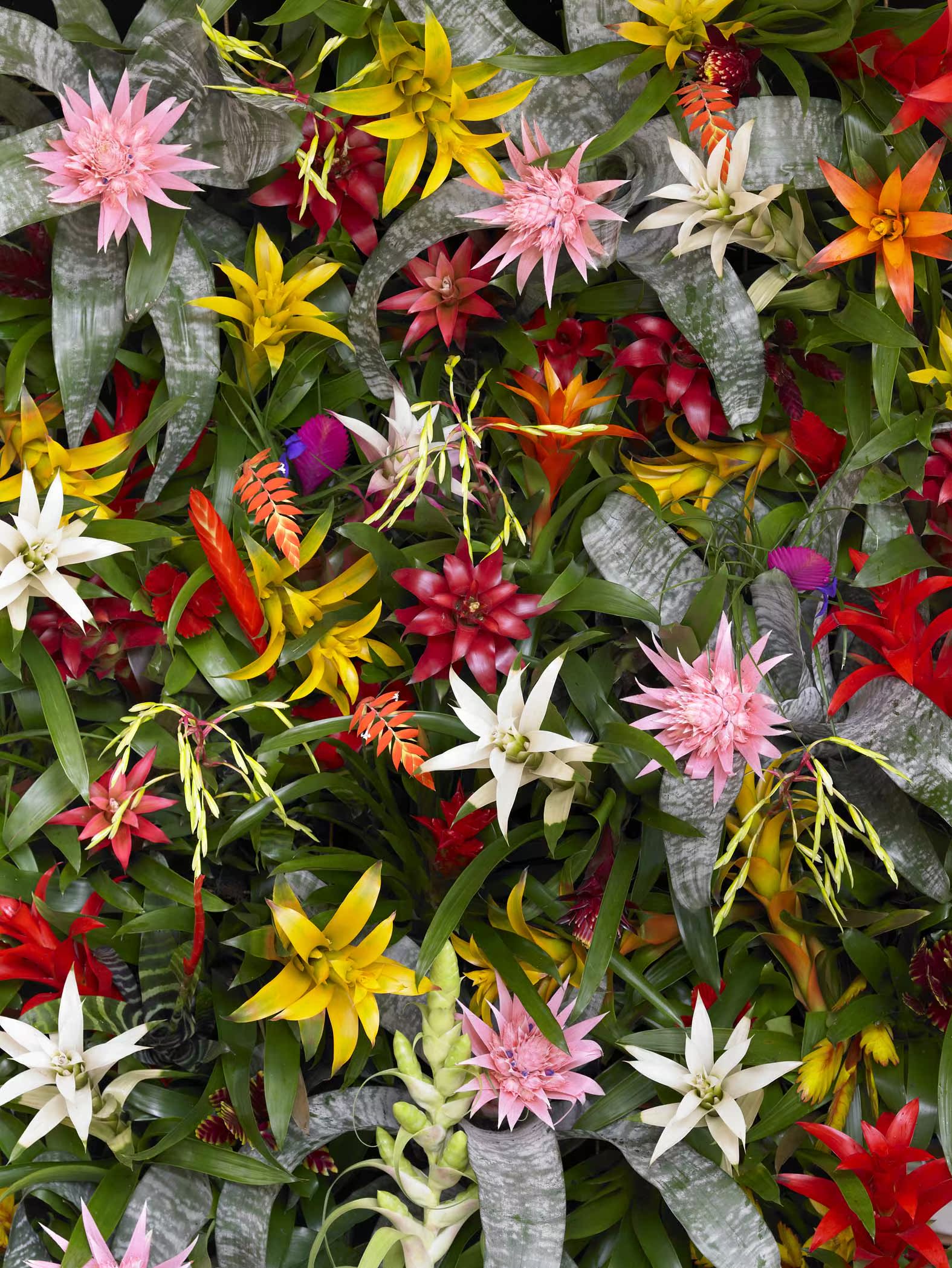 顺丰包邮[6盆入]迷你凤梨pineapple菠萝花室内桌面绿植易养花卉