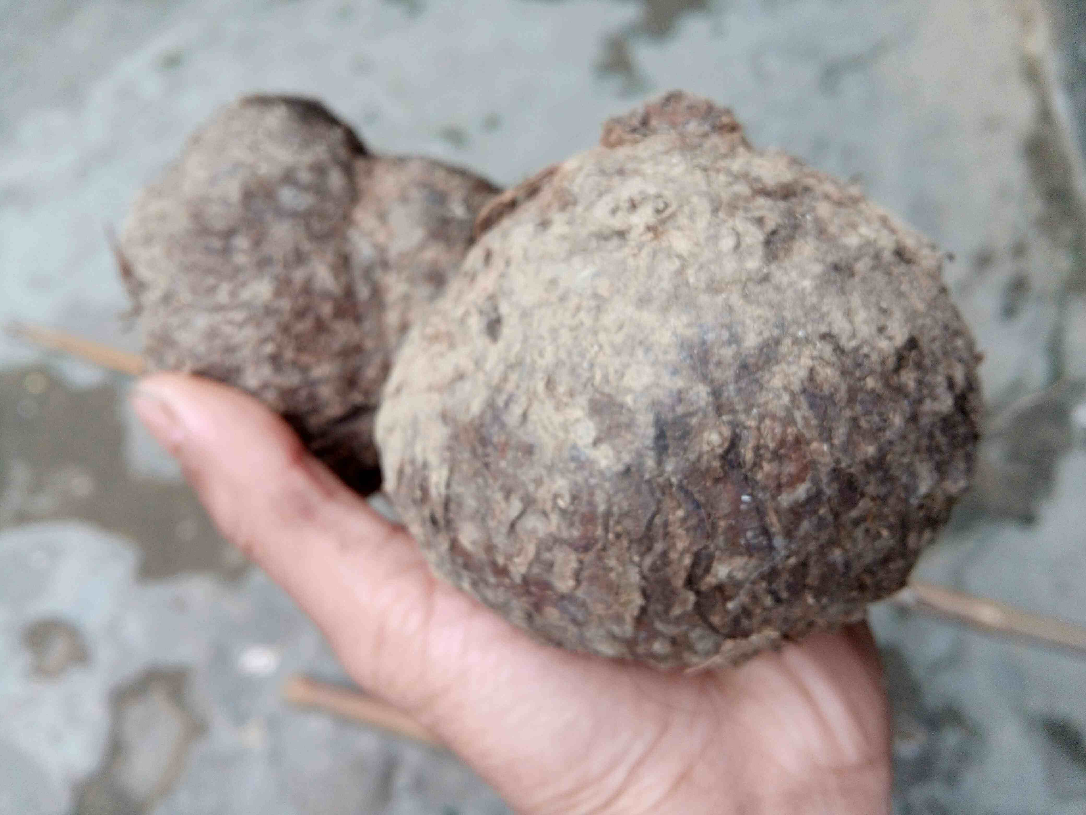 深山新鲜野生现挖薯莨薯良朱砂莲红药子鸡血莲血三七血莲5斤包邮