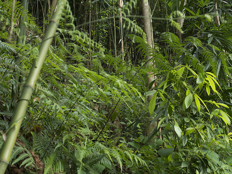 新鲜野生现挖黄狗头狗蕨金毛狗脊苟脊扶盖扶筋金黄狗脊满5送一斤