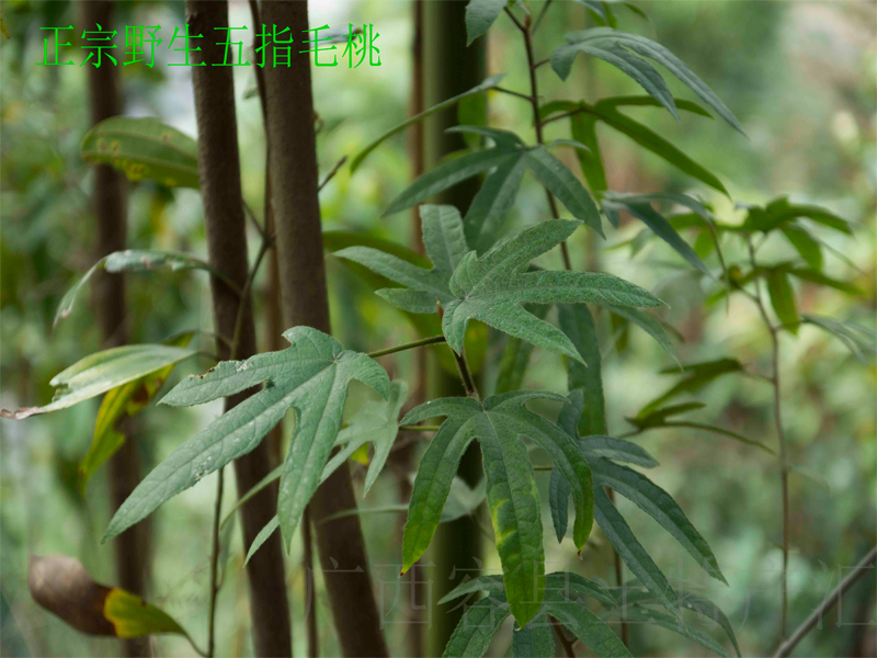 新鲜现挖纯野生五指毛桃五爪龙牛奶木土黄芪土火龙叶