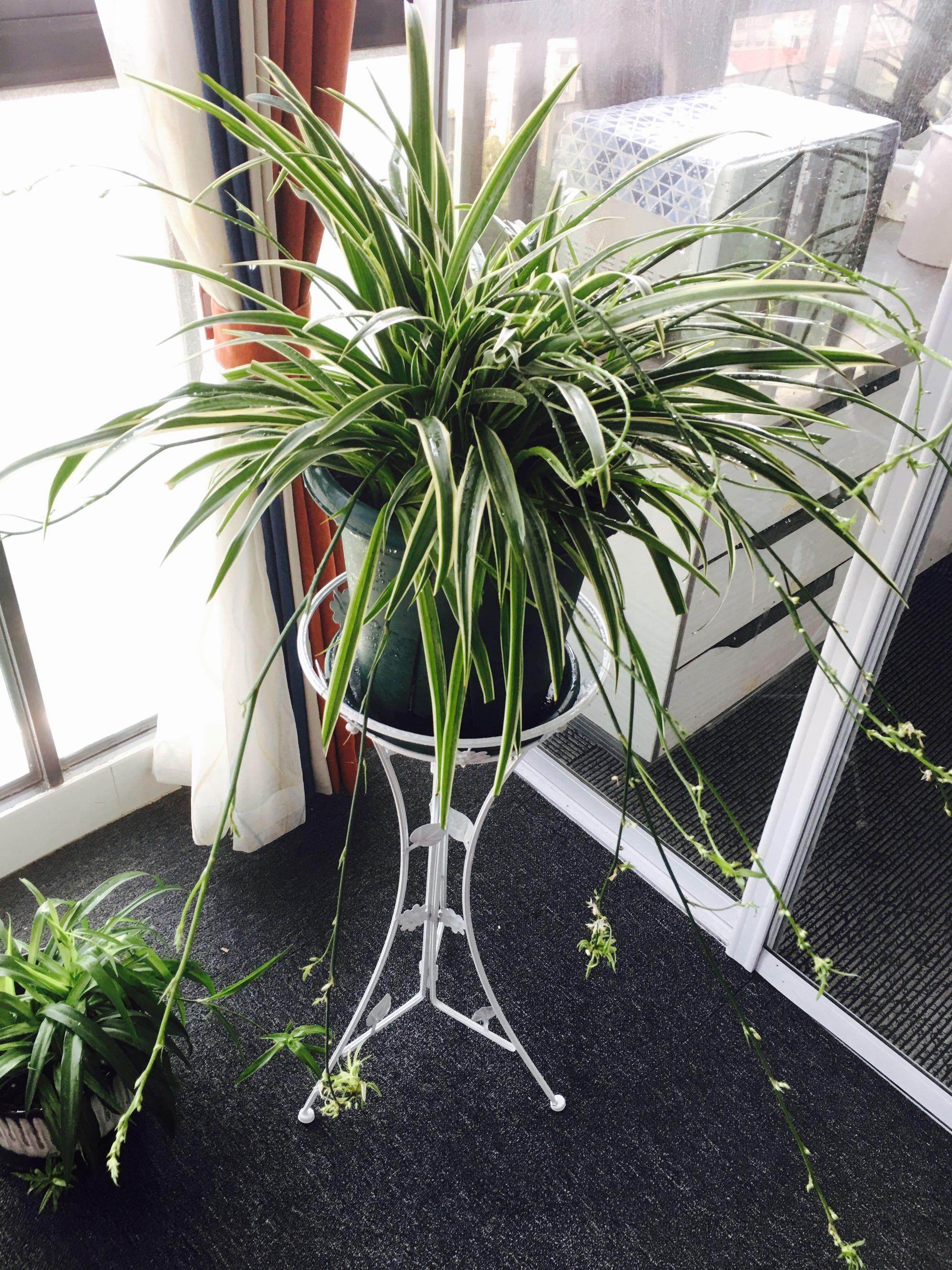 养吊兰,4招学起来,小吊疯长,垂满地!