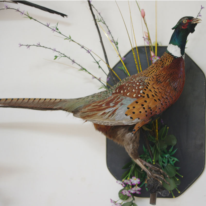 毛仿真动物仿真山鸡标本教学器材摄影道具根雕标本礼品摆件鸡