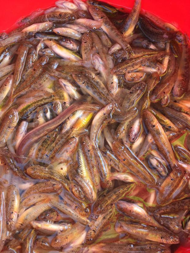 新鲜杂鱼沙鳅虾虎鱼不宰拍3件包邮生鲜晏请食材鱼仔淡水族观赏鱼
