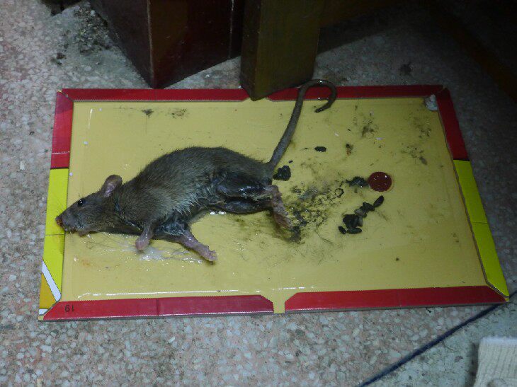 达豪粘鼠板超强力大老鼠贴老鼠胶灭鼠器捕鼠贴 1张批发粘鼠板