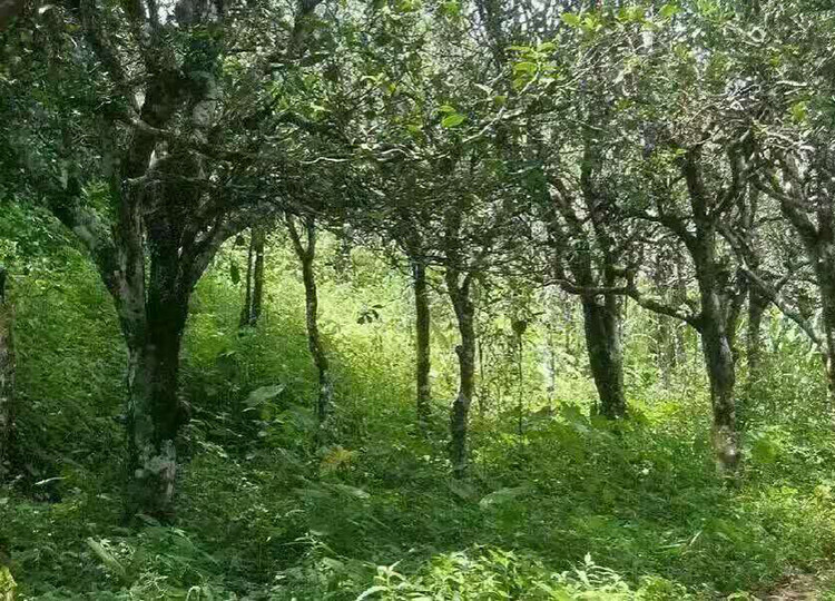 茶香记 百花树古树春尖 普洱生毛茶2017年 生津回甘 花果香浓郁