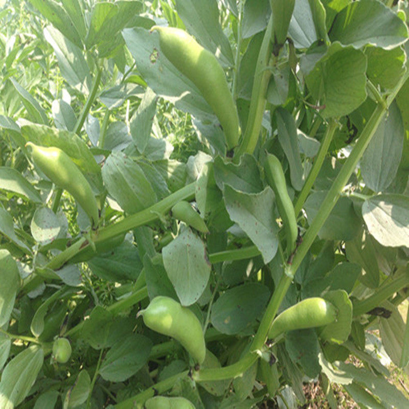 带壳农家新鲜蚕豆 带壳嫩蚕豆 新鲜蔬菜现摘胡豆新鲜青蚕豆2500g