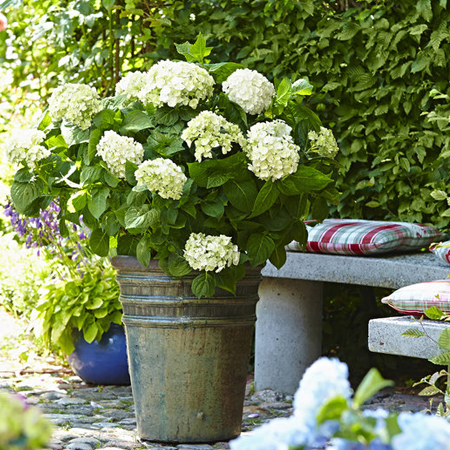 【盆栽】大花绣球 无尽夏 新娘 蒂亚娜 大苗 阳台庭院盆栽花卉