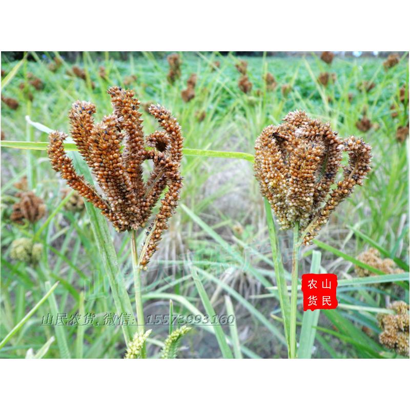 湖南土特产城步高山月子五谷杂粮陈年产子鸭脚粟穇子龙爪稷鹰爪粟