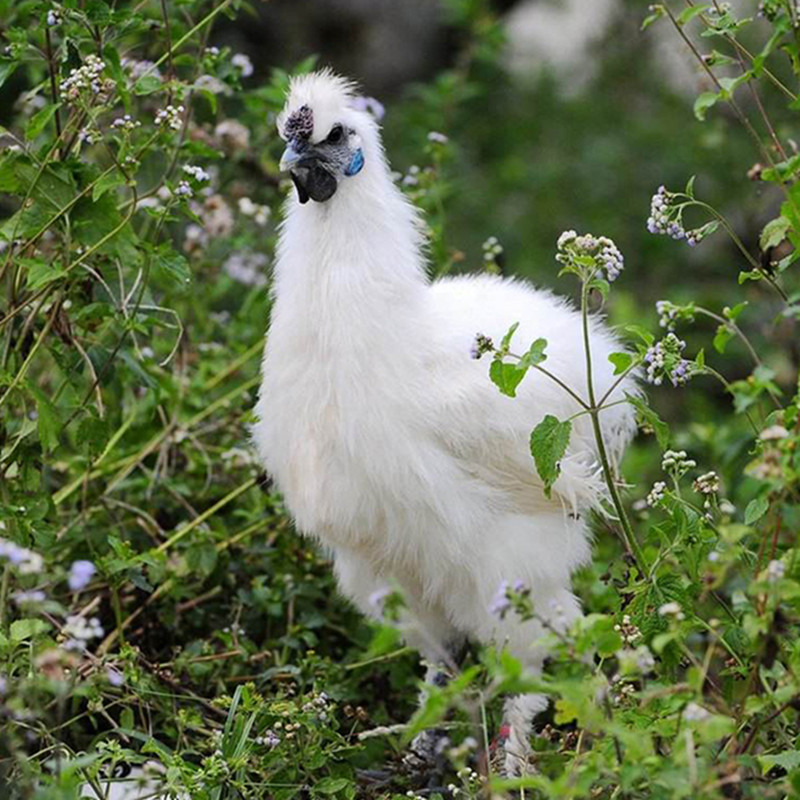 乌鸡新鲜现杀土鸡农家散养正宗白凤乌骨鸡整只老母鸡走地草鸡