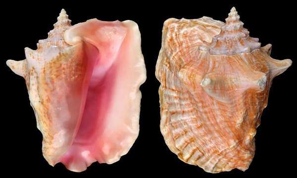 女王凤凰螺 超大胭脂螺20-25cm 大海螺贝壳白珊瑚批发 礼品收藏