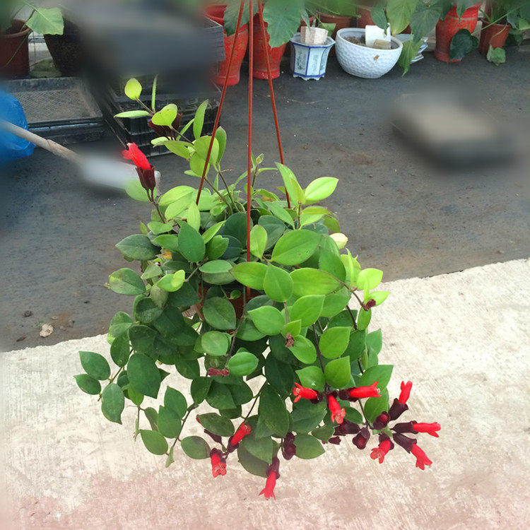 口红吊兰盆栽花卉 室内办公室垂吊兰垂吊观花植物中之佳品&
